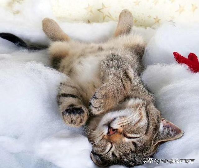 猫眼睛上面的毛稀疏是为什么，为什么猫眼睛上面的毛很少（为什么我家猫咪眼睛上面像是秃了一样）