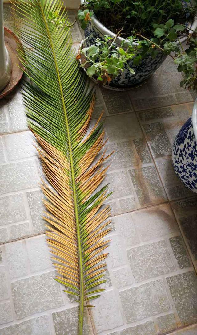 铁树叶子发黄怎么办啊，铁树叶子发黄怎么处理（变绿的方法现在教给你）