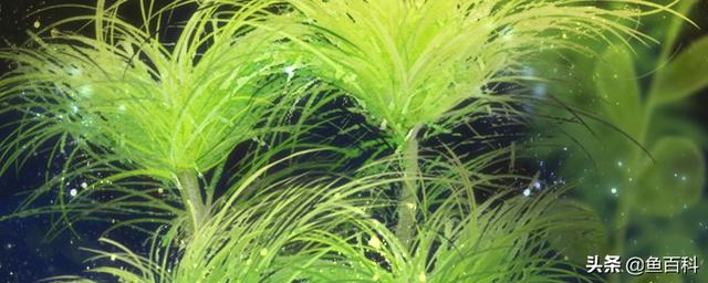 鱼缸适合养的植物，鱼缸里面可以养3种植物