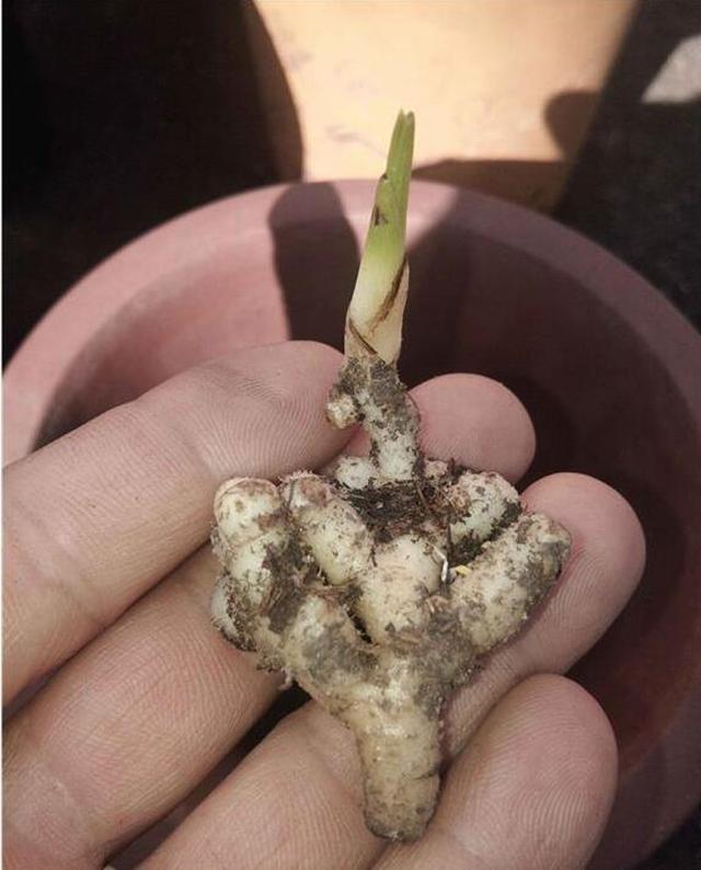 龙根是什么意思（几十万1苗的兰花死亡）