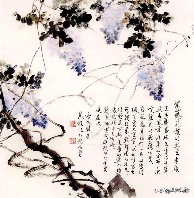 藤蔓植物，藤本花卉之紫藤画法（藤蔓植物图片）