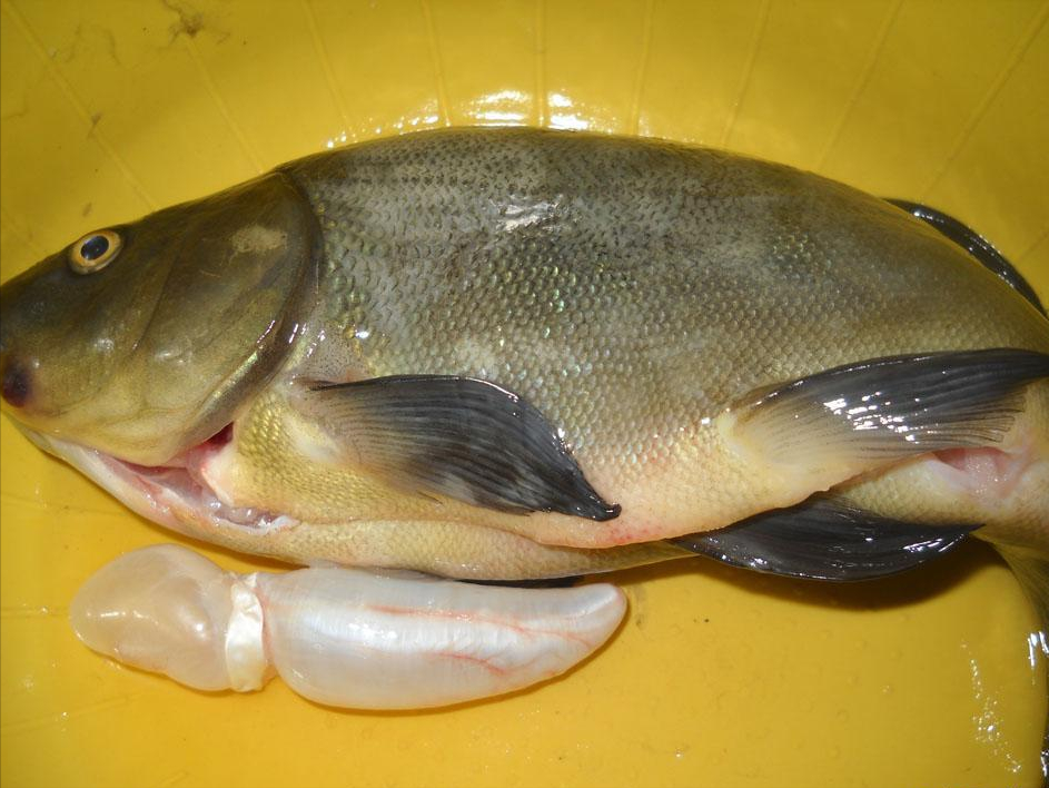 买鱼时,内行人专挑这5种鱼,肉嫩刺少还营养高,老渔民们都爱吃