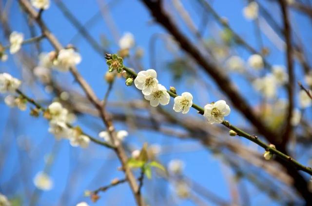 花柄花梗茎的区别，花梗和花茎的区别（一树一树的花花花花花花开）