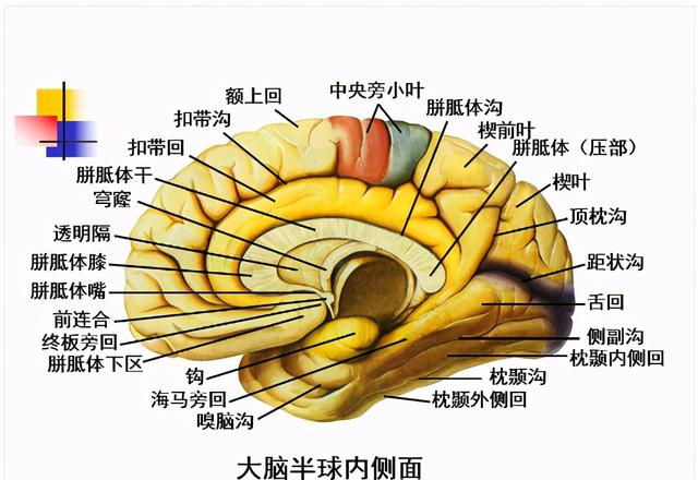 大脑杏仁体解剖图，高清大脑解剖图谱