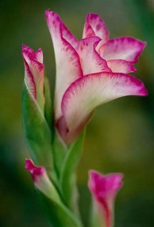 世界上有多少种花，世界上有多少种花?分别是什么（100幅美丽的花儿，赏心悦目）