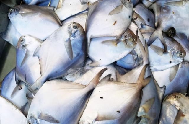 秋刀鱼的营养价值，秋刀鱼的营养价值是什么（人工无法养殖）