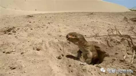地鼠是什么动物，小巧的远古“地鼠”-双齿兽