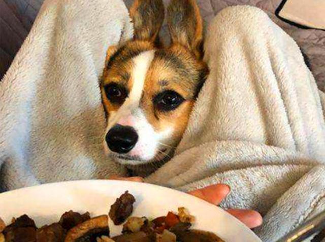 狗狗能吃盐吗，一天最多能吃多少盐，狗狗能吃盐吗（狗狗并非不能摄入食盐）