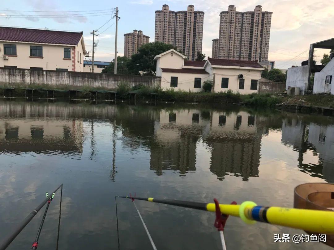 5元一斤打窝神器！钓草鱼必备诱饵，效果惊人，省钱又高效，老钓友都在用