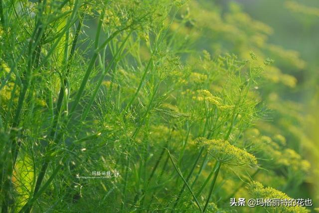 薰衣草如何过冬，薰衣草怎样过冬（西餐料理中常见的几种香草）