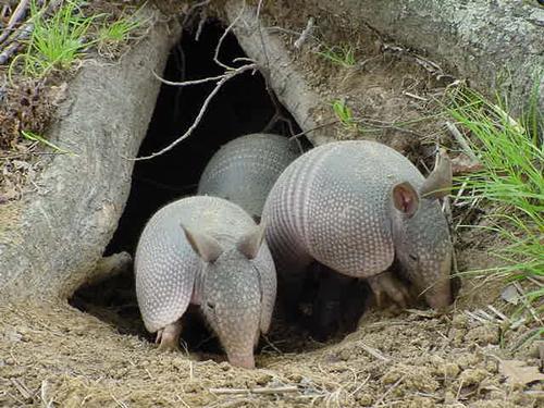 有六千多万年历史的"铠甲动物"其古老程度可以和恐龙媲美 - 渡人渡己