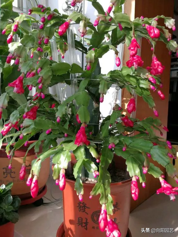 蟹爪兰的养护方法，蟹爪兰的日常养护方法（蟹爪兰养护要点）