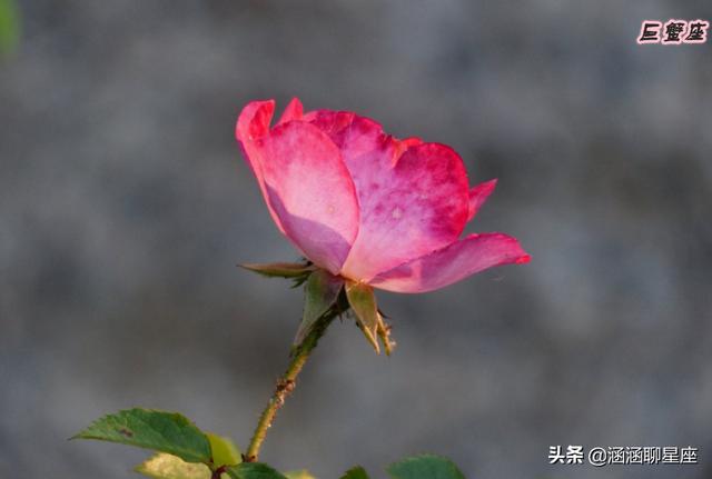 巨蟹女为什么没人追，巨蟹座女生为什么没人追（却很少有人追的四大星座）