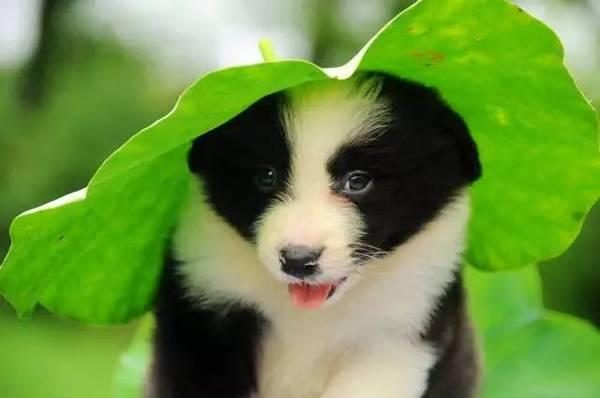 边牧买了母的后悔了，边牧买了母的后悔了 （不然你会和我一样后悔莫及）