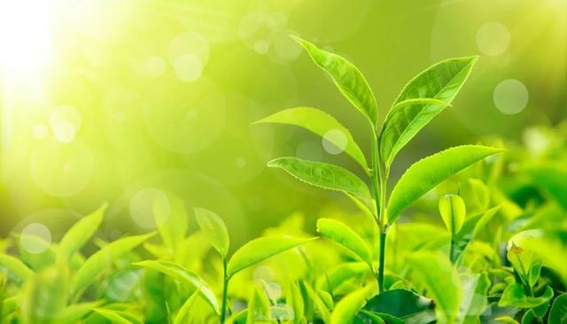 波澜不兴是什么意思，波澜不惊是什么意思（26个春天的成语）