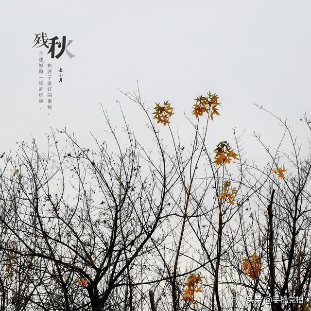 轻烟老树寒鸦什么意思，轻烟老树寒鸦前面一句是什么（不妨跟着“古诗”拍拍看）