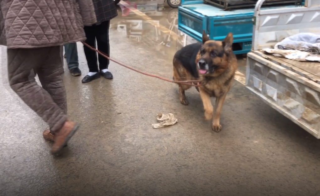 成年牧羊犬多少钱一只 成年的牧羊犬有多重