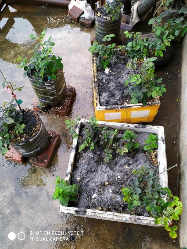 怎么驱蚊子最有效，除蚊子的方法（1把蚊香灰撒盆里）