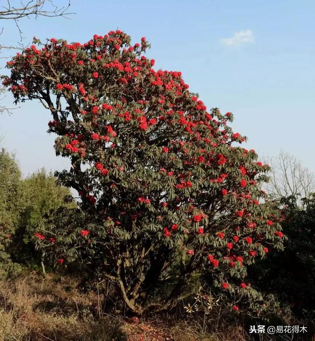 关于马缨杜鹃花，马缨杜鹃花下山桩（马缨杜鹃花的鉴赏以及栽培养护）