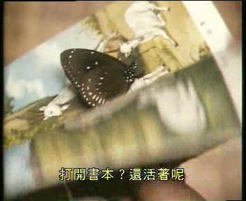 家里飞来一只蝴蝶意味着什么，飞来一只蝴蝶一直不走（42年前TVB灵异剧）