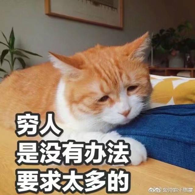 怎样驯服小野猫，怎么驯养小野猫（如何成为一枚合格猫奴？必看）