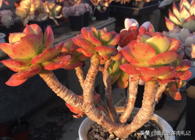 傲雪凌霜——养一棵多肉红梅，梅花的简介资料