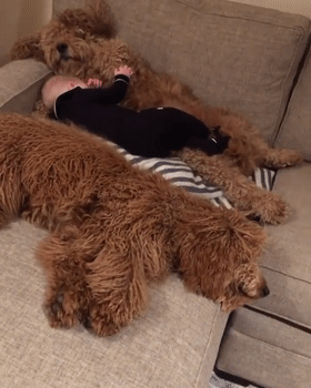 泰迪熊抱抱熊，一出生就有三个巨型“泰迪熊”陪睡（泰迪熊抱抱熊适合结婚送么）