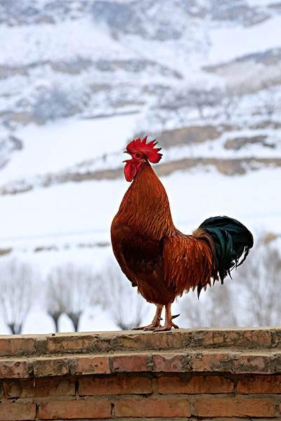 我属鸡戴什么辟邪还招财，属鸡的佩戴什么最旺财（为什么历来都说鸡可以辟邪镇妖）