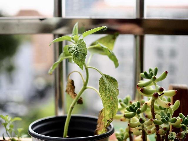 向日葵种植方法和注意事项，向日葵种植方法和注意事项有哪些（栽种向日葵需要满足哪些条件）