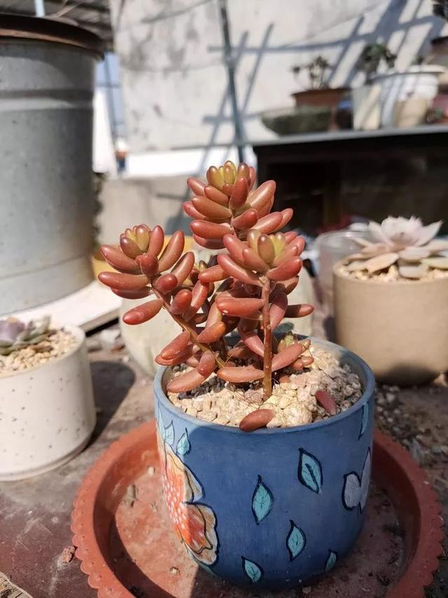 红唇多肉如何养，红唇多肉怎么养出多头（阳台党一样可以养出漂亮的多肉）