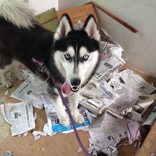 世界上最忠诚的狗，世界上最忠诚的狗的照片（最忠诚的3种狗和最不忠诚的3种狗）