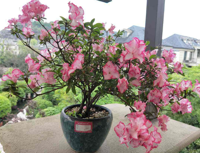 杜鹃花怎么浇水，杜鹃花浇水的正确方法（公认难养的杜鹃花）