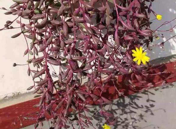 紫玄月的养殖方法和注意事项，紫玄月的养殖方法和注意事项夏季（枝叶长得快、开花更美）