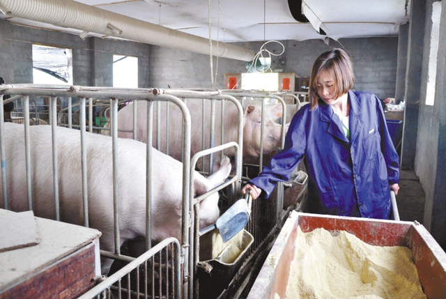 一般来讲,我们说的禁止泔水喂猪,则指的是后者,一般不包括平常家庭