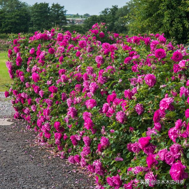 Thecastle.城堡网名，Thecastle.城堡（奥斯汀官方推荐月季品种）