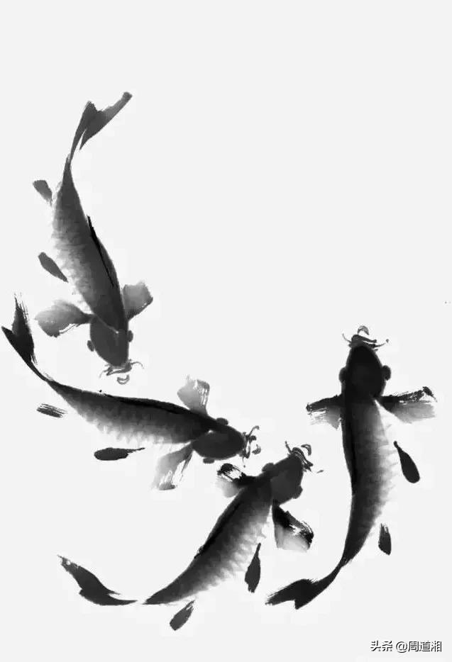 金鱼画法步骤图解,国画写意鲤鱼、金鱼的画法 金鱼画法步骤图解,国画写意鲤鱼、金鱼的画法