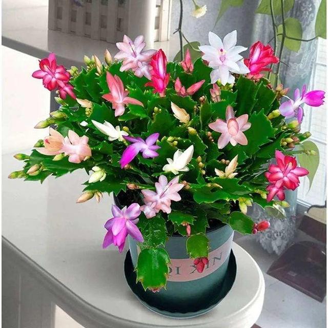 鸟尾花的繁育管理，鸟尾花 花期（30种耐阴花）