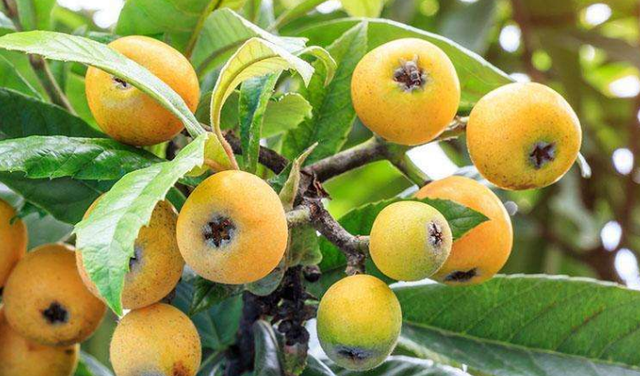 枇杷种子怎么育苗，枇杷树育苗的方式（合理采集技术是基础）