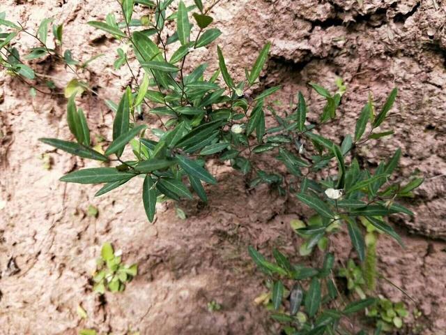 瓜子金草药图片野生图片