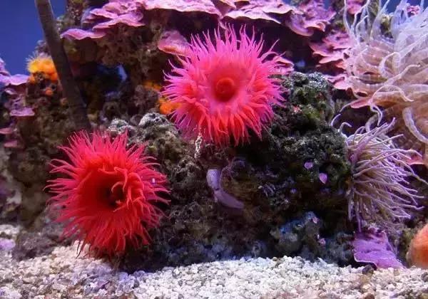 请问清炸小扒皮鱼的做法，炸小剥皮鱼的做法大全（今后再也不怕不认识海鲜了）