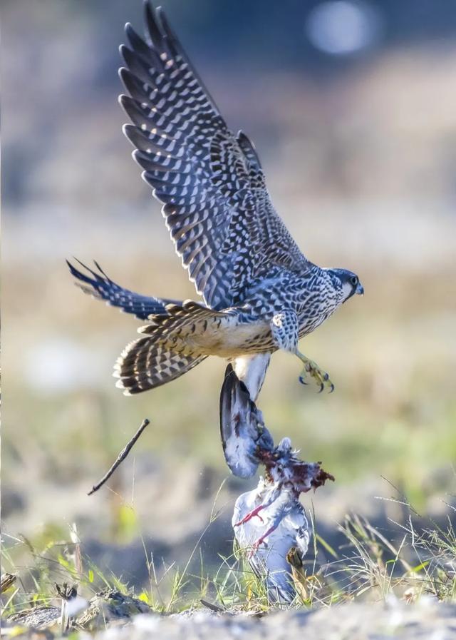 隼是什么鸟，生物演化史上的速度巅峰（隼是什么鸟吃什么食物）