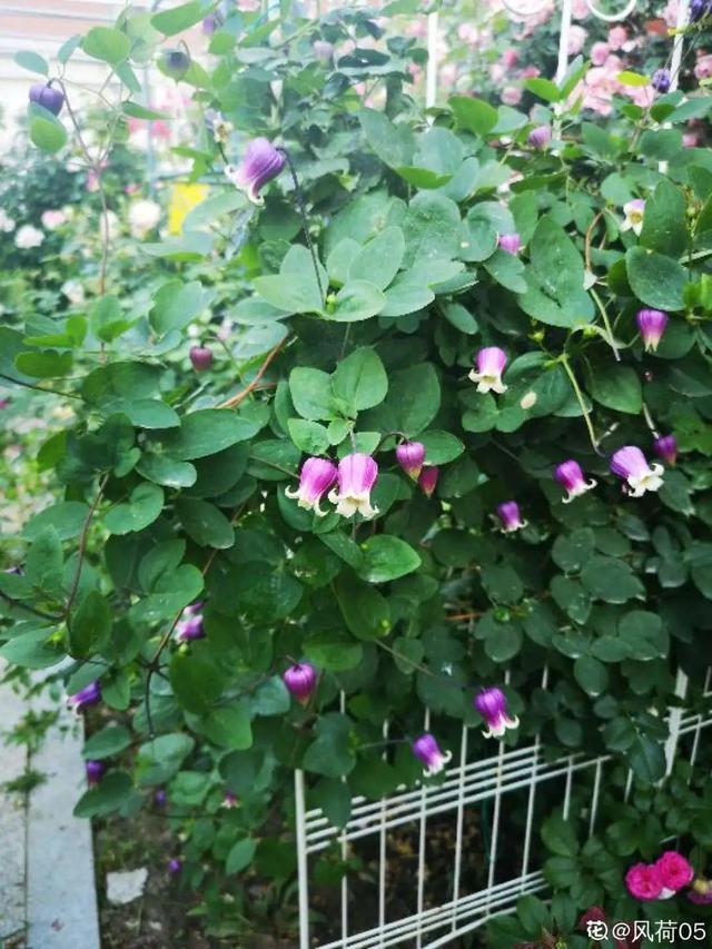 清新可爱的风铃花，漂亮风铃花（其中一个还能吃）