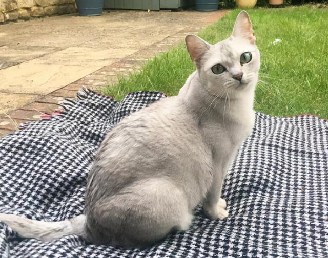 最可爱好养的小动物，猫界最值得养的6种猫