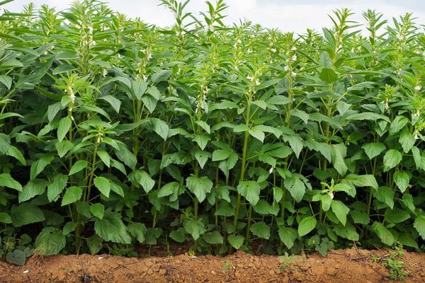 芝麻种植时间和方法，芝麻如何种植（芝麻的种植方法和时间）