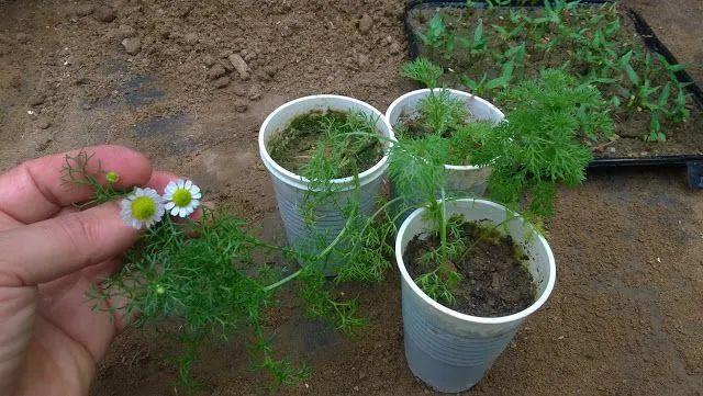 什么是洋甘菊，什么是洋甘菊纯露（在花盆里种花开灿烂的洋甘菊）