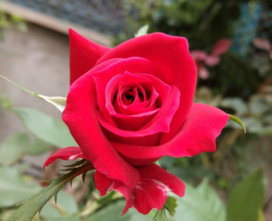 花的由来，玫瑰花的由来（花的名字是怎么来的）