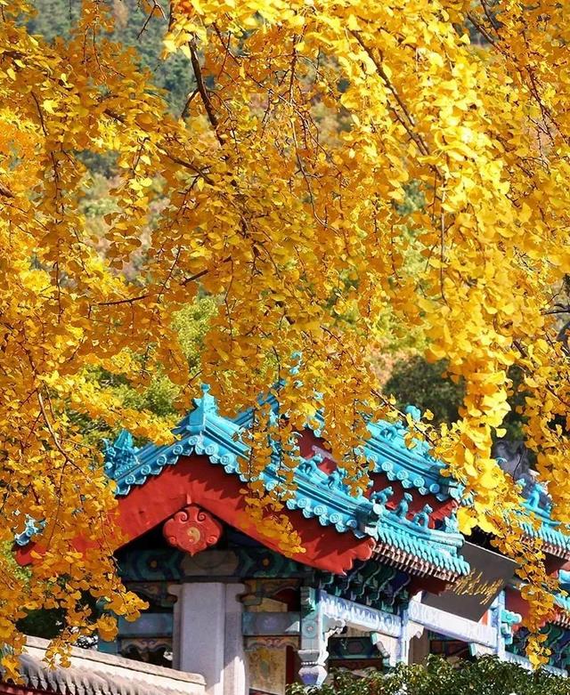 满山红叶似彩霞，阿宝歌曲大全（山东最全赏红叶地图来了）