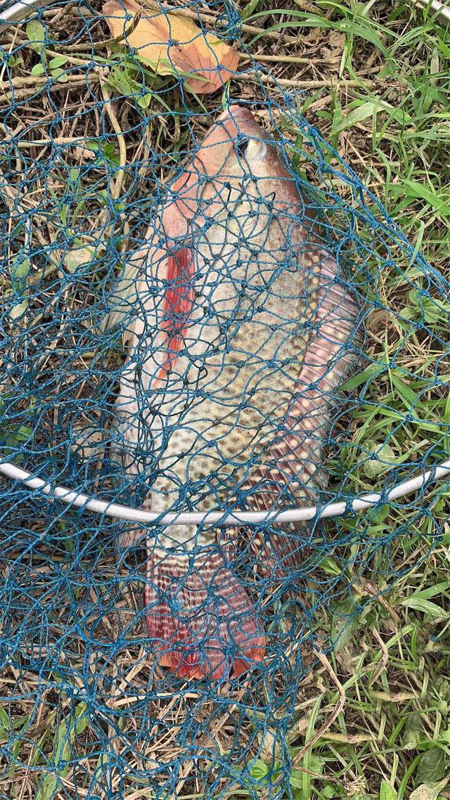 罗非鱼喜欢吃什么饵料（野钓大罗非最佳时机即将到来）