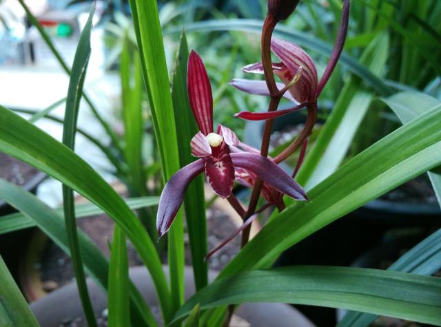 四季兰的正确养殖方法，四季兰的正确养殖方法图片（养好几盆四季兰都被我上盆养死了）