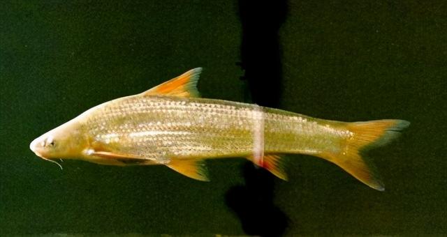 淡水观赏鱼种类，淡水观赏鱼的种类大全！（中国淡水观赏鱼图集<一>）